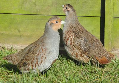Heart of England Farms | Game Birds Breeding | Game Birds Rearing ...